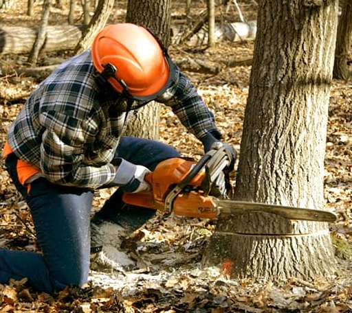 Tree Removal in Philipp, MS